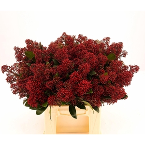 Skimmia jap. Rubella