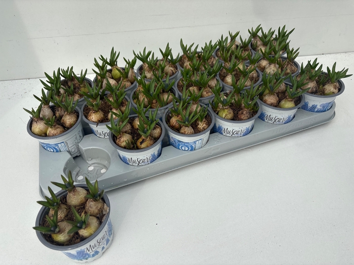 <h4>MUSCAR BLUE MAGIC</h4>