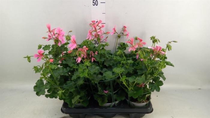 <h4>Geranium   ...</h4>