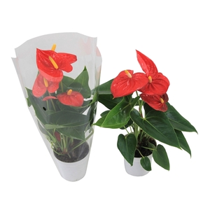 Anthurium XL.10 Mauii Red 9cm met blanco hoes