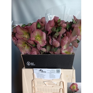 HELLEBORUS PENNYS PINK