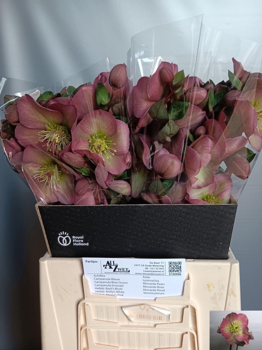 <h4>HELLEBORUS PENNYS PINK</h4>