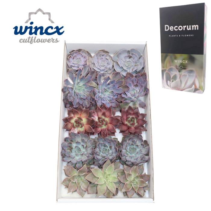 <h4>Echeveria Love Mix (wincx) Cutfl (5 Spcs) Wincx-10</h4>