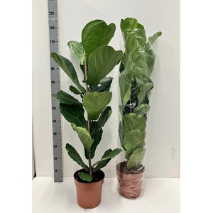 FICUS LYRATA