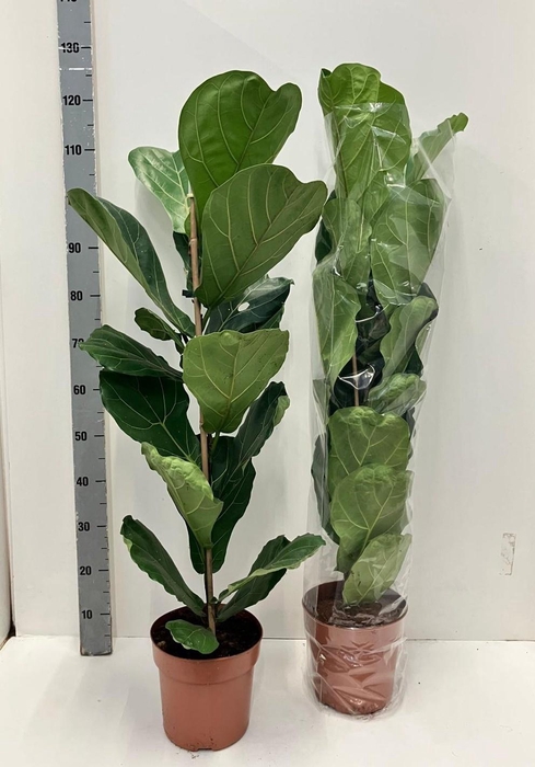 <h4>FICUS LYRATA</h4>