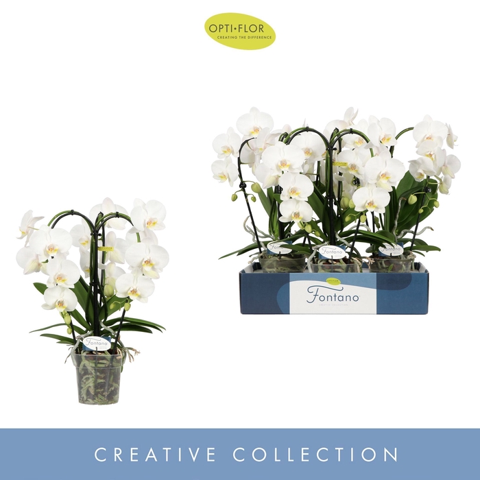 <h4>Phalaenopsis wit meer takken</h4>