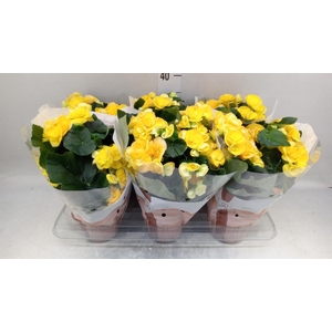 Begonia elat. HL 'Nadine'