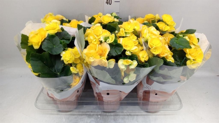 <h4>Begonia elat. HL 'Nadine'</h4>