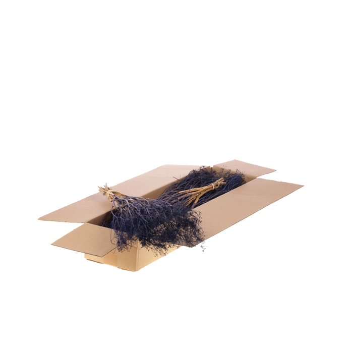 <h4>Bupleurum Open 55cm Sb Dark Blue</h4>