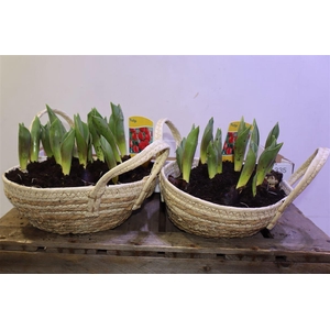 arr8 Arr Tul Ov Rood In Mandje