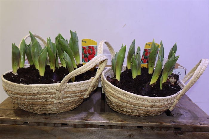 <h4>arr8 Arr Tul Ov Rood In Mandje</h4>