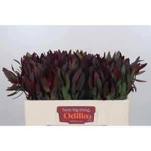 Leucadendron Saf Sunset Dark R.