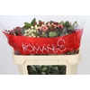 Hypericum Rainbow Romance Spray