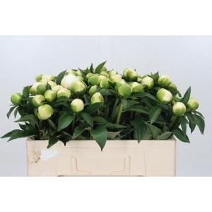 Paeonia Duchesse De Nemours