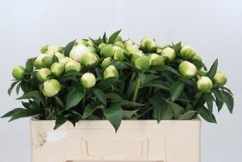 <h4>Paeonia Duchesse De Nemours</h4>