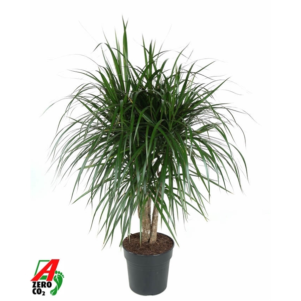 <h4>Dracaena Marginata vertakt P27</h4>