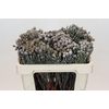 Kaaps Groen Silver Brunia