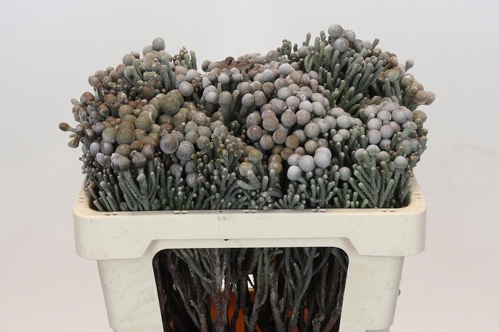 Kaaps Groen Silver Brunia