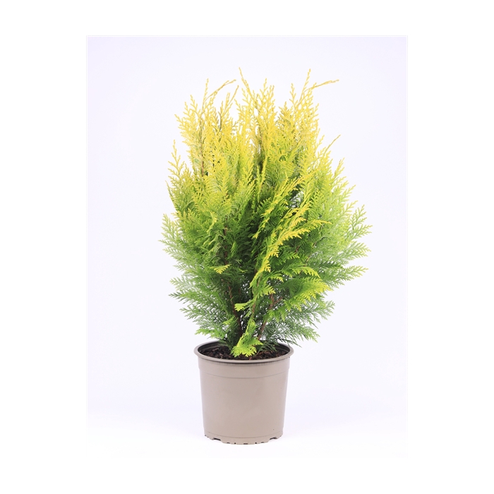 <h4>Chamaecyparis lawsoniana 'Ivonne'</h4>