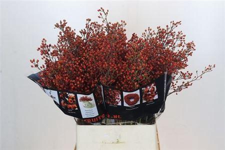 <h4>Rosa Rosefr Elite</h4>