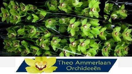 <h4>Anderson 60 x10</h4>