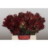 Leucadendron Blush Spray