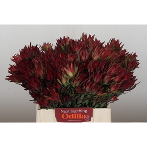 Leucadendron Blush Spray