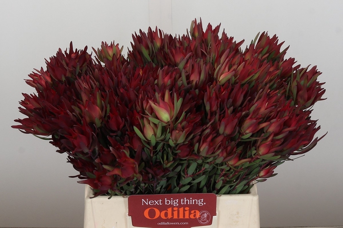 Leucadendron Blush Spray