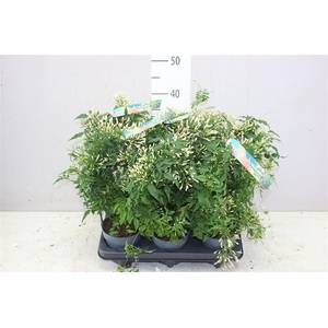 Jasminum Boog 300+