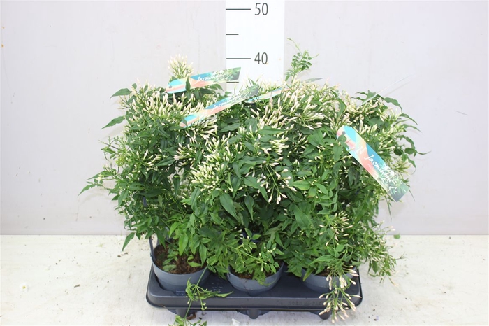 <h4>Jasminum Boog 300+</h4>
