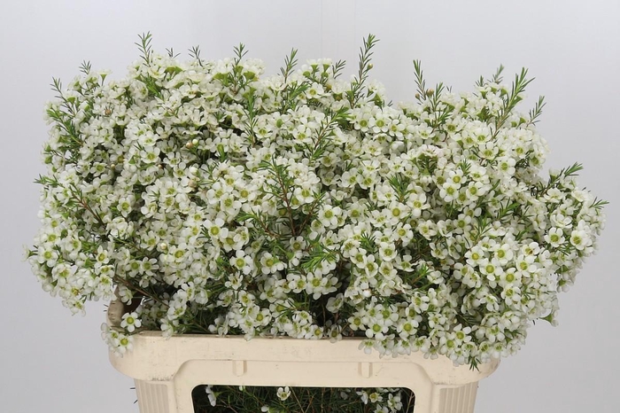 <h4>Chamelaucium Ivory Pearl</h4>