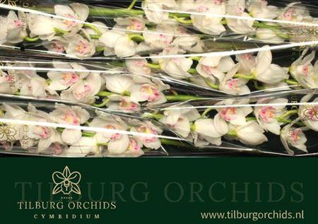 <h4>Cymb T Kilimanjaro</h4>