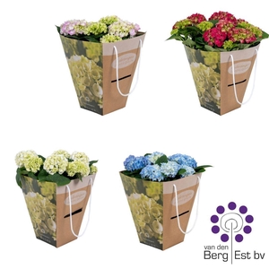 Hydrangea macr. gemengd
