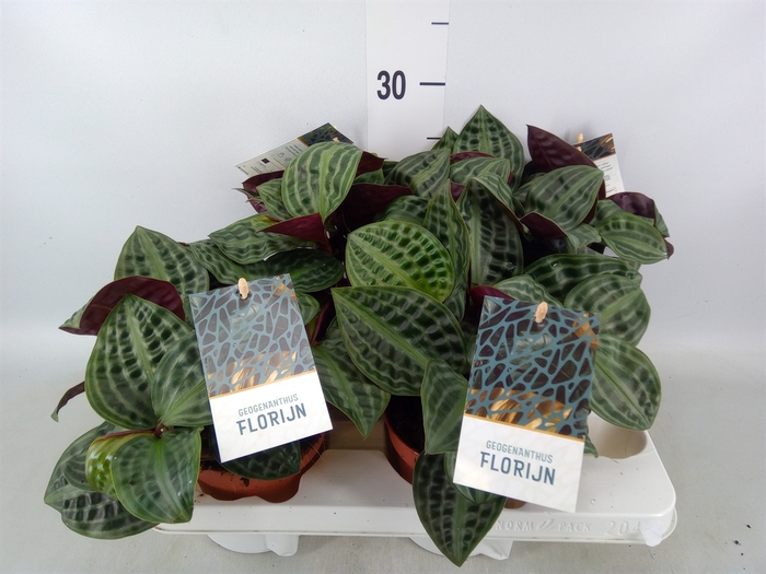 <h4>Geogenanthus poeppigii 'Florijn'</h4>