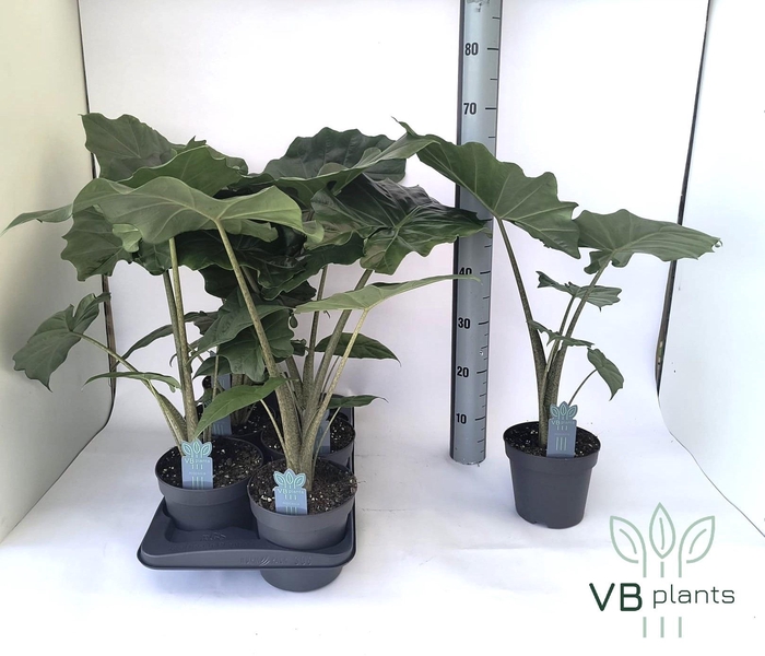 <h4>ALOC PORTODORA</h4>