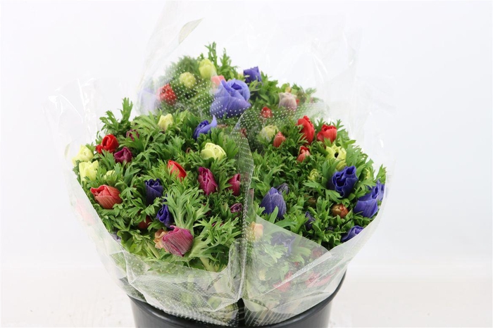 <h4>Anem Marianne Mixed</h4>