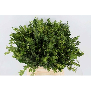 Buxus Groen P.tak