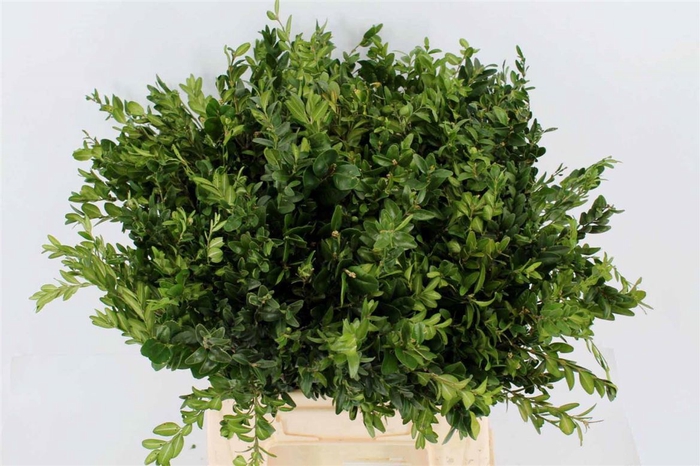 <h4>Buxus Groen P.tak</h4>