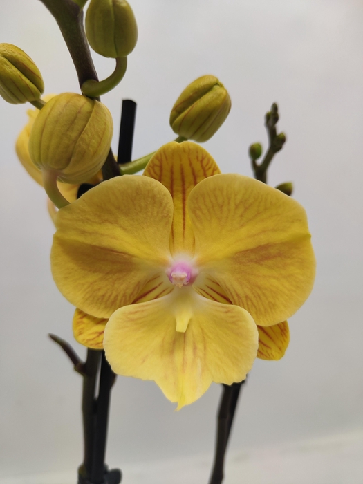 <h4>Limited 43 week 2</h4>