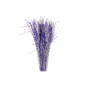 Dried Artz Rice Grass Matisse Bunch