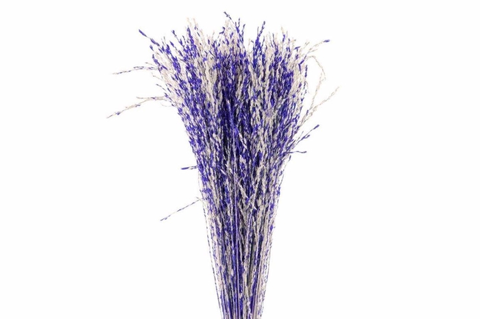 <h4>Dried Artz Rice Grass Matisse Bunch</h4>
