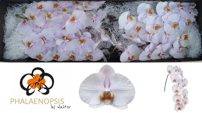 <h4>Phalaenopsis Alpha  Doos</h4>