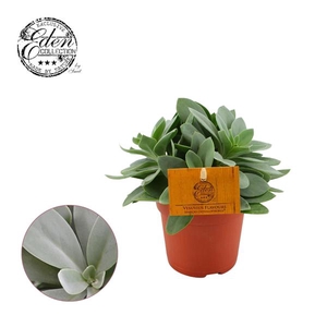 Senecio Cephalophorus 10,5cm