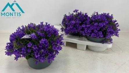 Camp Por Ambe Purple