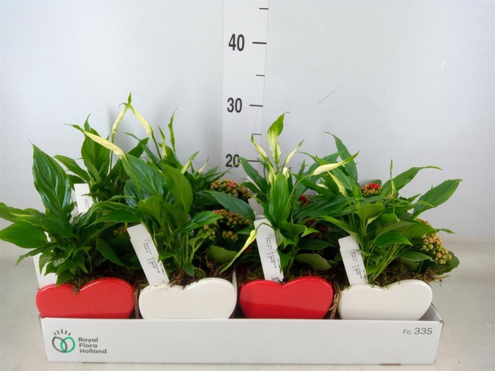 <h4>Arr.    Planten  L%</h4>