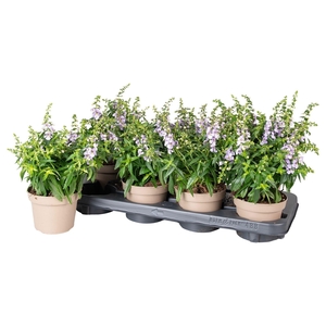 Angelonia Serena Purple