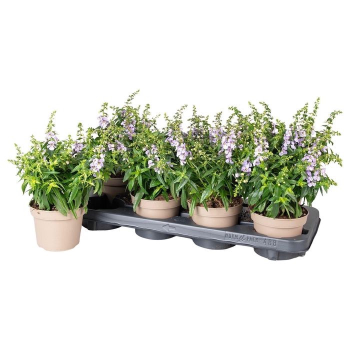 <h4>Angelonia Serena Purple</h4>