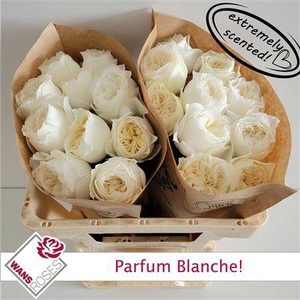 R Gr Parfum Blanche!