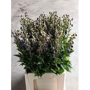 Aconitum Car Arendsii