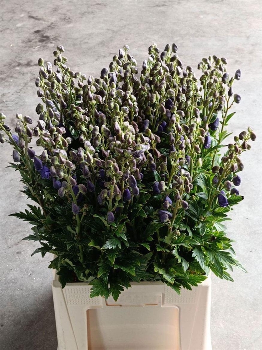 <h4>Aconitum Car Arendsii</h4>